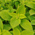 Coleus Lime Delight