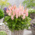 Astilbe Visions Collection (4 Collection)