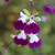 Salvia Hardy Greggii Collection