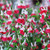 Salvia Hardy Greggii Collection