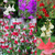 Salvia Hardy Greggii Collection
