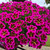 12 Calibrachoa Star Collection