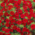 Calibrachoa Million Bells Collection