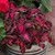 Coleus Collection