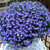 Lobelia California Collection