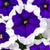 Petunia Crazytunia Collection