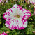 Petunia Speckled Collection