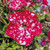 Petunia Speckled Collection