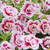 Calibrachoa Calita Double Collection (Pack12/Pack24)