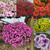 Calibrachoa Calita Double Collection (Pack12/Pack24)