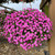 Calibrachoa Calita Double Collection (Pack12/Pack24)