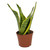 Sansevieria trifasciata Futura Superba