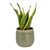 Sansevieria trifasciata Futura Superba