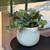 Begonia Rex Spacestar Avior