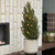 Live Christmas Tree Medium