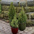 Live Christmas Tree Medium