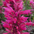 Agastache Morello
