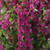 Angelonia Archangel Deep Rose