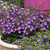 Angelonia Archangel Purple