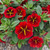 Calibrachoa Cabaret Red Kiss