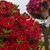 Calibrachoa Cabaret Red Kiss