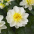 Dahlia Dahlietta Surprise 'Elsa'
