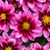 Dahlia Dahlietta Surprise 'Demi'