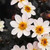 Dahlia Happy Days Cream