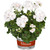Geranium Sunflair Lona White