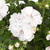 Geranium Sunflair Lona White