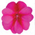 Impatiens Sunpatiens compact Purple Candy