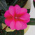 Impatiens Sunpatiens compact Purple Candy