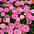 Osteospermum Erato Salmon