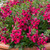 Angelonia Archangel Collection