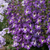 Angelonia Archangel Collection