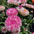 Granvia Collection  (Bracteantha - Xerochrysum)