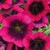 Calibrachoa Bicolour Collection