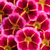Calibrachoa Bicolour Collection