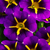 Calibrachoa Bicolour Collection