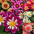 Dahlia Dahlietta Surprise Collection