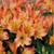 Alstroemeria Inticancha Collection