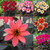 Dahlia Happy Days Collection