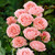 5 Floribunda Rose Collection