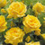 5 Floribunda Rose Collection