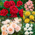 5 Floribunda Rose Collection