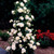 6 Climbing Rose Collection