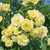 6 Climbing Rose Collection
