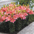 Short Stemmed Lily Collection