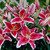 Oriental Lily Collection