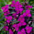 Tradescantia Red Grape